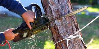 Best Stump Grinding and Removal  in Chetek, WI