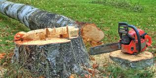 Best Storm Damage Tree Cleanup  in Chetek, WI