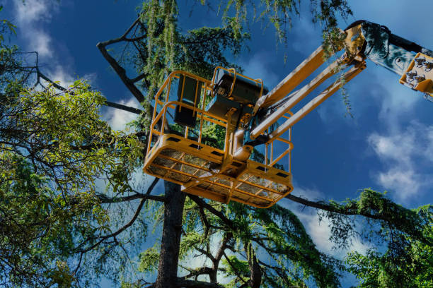 Best Arborist Consultation Services  in Chetek, WI