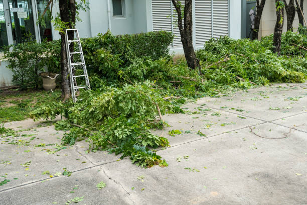 Best Tree and Shrub Care  in Chetek, WI