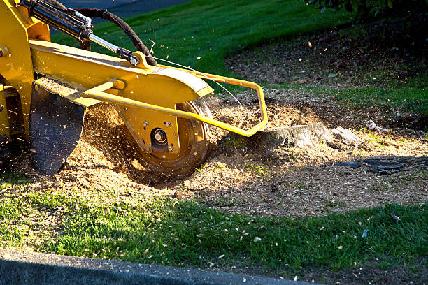 Best Grass Overseeding  in Chetek, WI