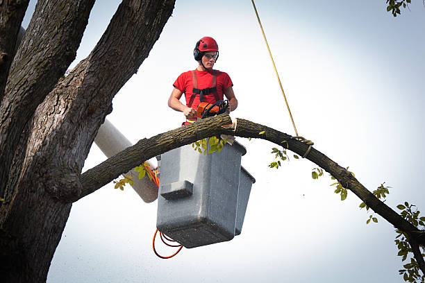 Best Storm Damage Tree Cleanup  in Chetek, WI