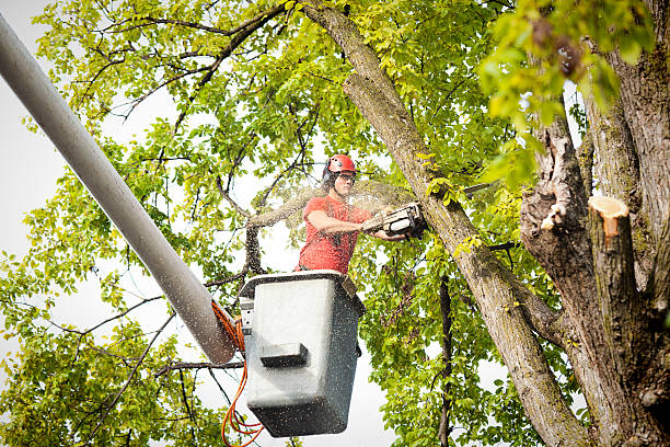 Best Hedge Trimming  in Chetek, WI