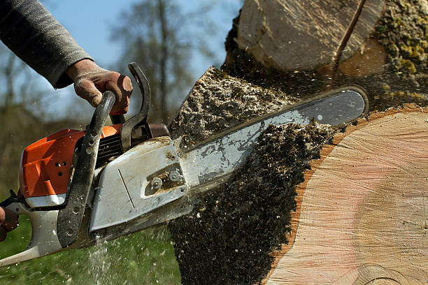 Best Tree Risk Assessment  in Chetek, WI